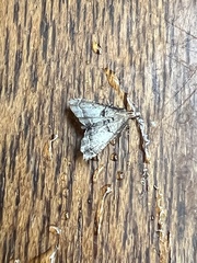 Diplopseustis perieresalis