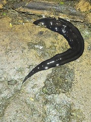 Pseudogeoplana