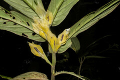 Columnea picta