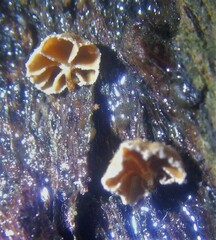 Phaeomarasmius rimulincola