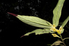 Columnea picta