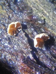 Phaeomarasmius rimulincola