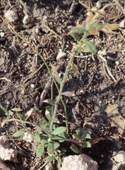 Rhinotropis lindheimeri