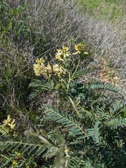 Astragalus trichopodus antisellii