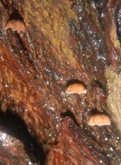 Phaeomarasmius rimulincola