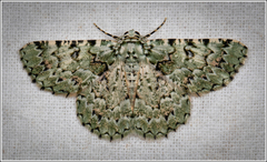 Aeolochroma subrubescens