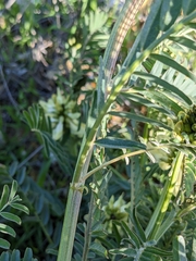 Astragalus trichopodus antisellii