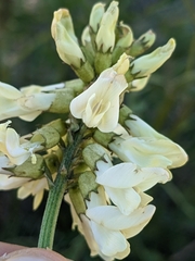 Astragalus trichopodus antisellii