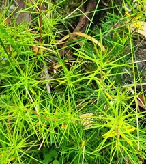 Persoonia juniperina