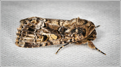 Spodoptera umbraculata