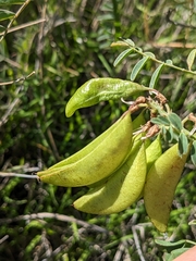 Astragalus trichopodus antisellii