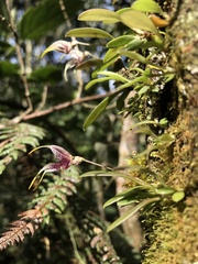 Masdevallia amanda