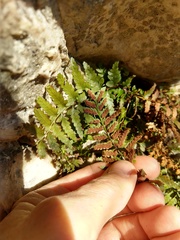 Asplenium bradleyi