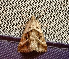 Dichromodes stilbiata