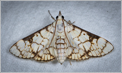 Aphytoceros lucusalis