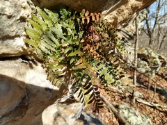 Asplenium bradleyi