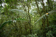 Chamaedorea linearis