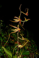 Brassia arcuigera