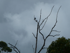 Lopholaimus antarcticus