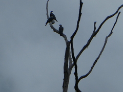 Lopholaimus antarcticus