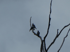 Lopholaimus antarcticus