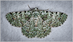 Aeolochroma subrubescens