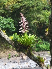Tillandsia fendleri