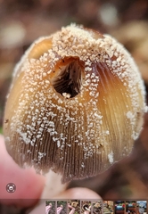 Coprinellus domesticus