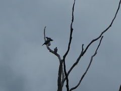 Lopholaimus antarcticus