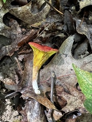 Phylloporus leucomycelinus