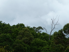 Lopholaimus antarcticus