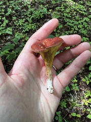 Phylloporus leucomycelinus