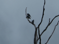 Lopholaimus antarcticus