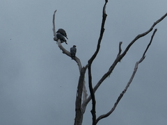 Lopholaimus antarcticus