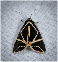 Fodina ostorius