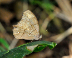 Pseudodebis puritana