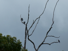 Lopholaimus antarcticus