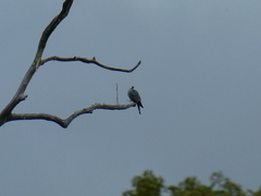 Lopholaimus antarcticus