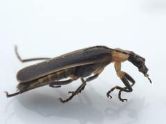 Podabrus flavicollis