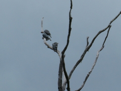 Lopholaimus antarcticus