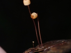 Mycena picta