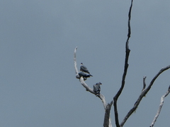 Lopholaimus antarcticus