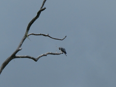 Lopholaimus antarcticus