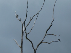 Lopholaimus antarcticus