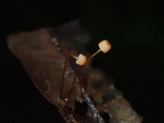 Mycena picta