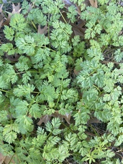 Petroselinum crispum