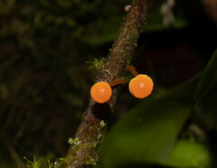 Mycena acicula