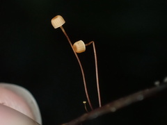 Mycena picta