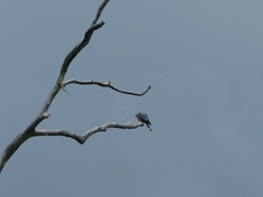 Lopholaimus antarcticus