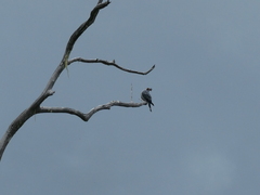 Lopholaimus antarcticus